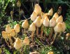 765055505-psilocybe-semilanceata6.jpg