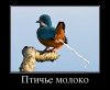 74748529_ptiche-moloko.jpg