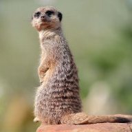 Suricate