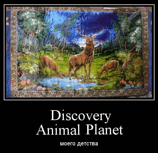 discovery animal.jpg