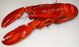 Homarus_americanus.jpg