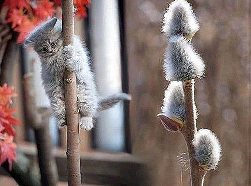 котик-верба.jpg