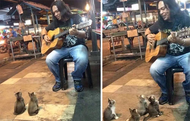 9181565-650-1462441031-cats-listening-music-street-musician-jass-pangkor-buskers-malaysia-2.jpg