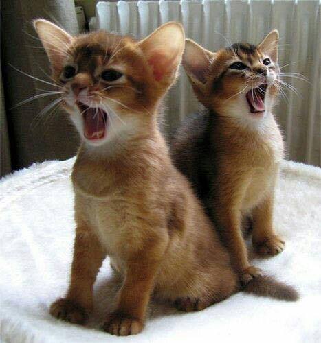котики поют.jpg