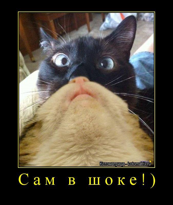 Котэ в шоке картинки