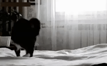 котик скачет по кровати.gif