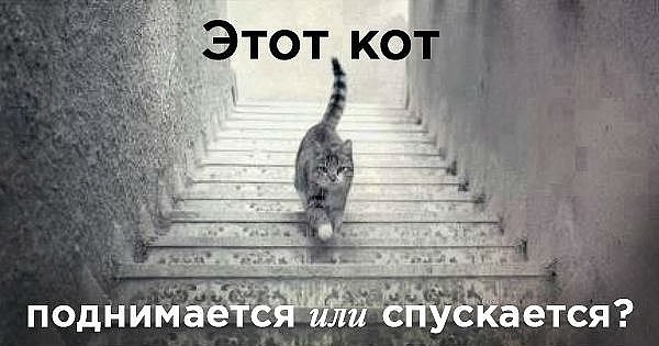 кот.jpg