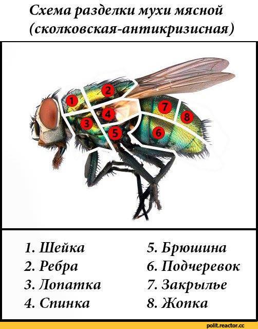 политота-сколково-3180384.jpeg