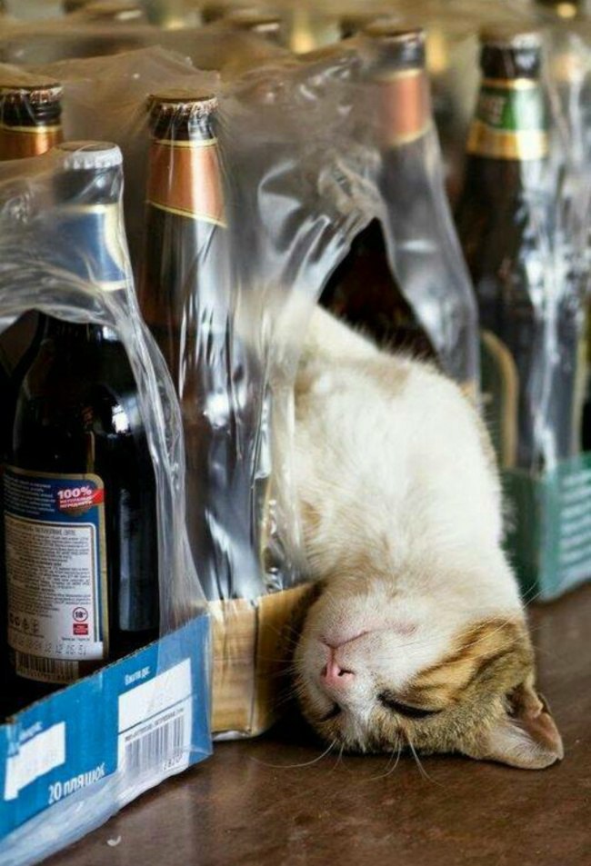 алкотэ.jpg