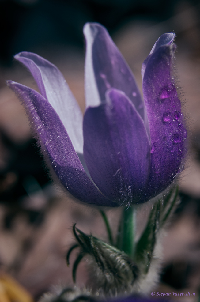 Pulsatilla patens.jpg