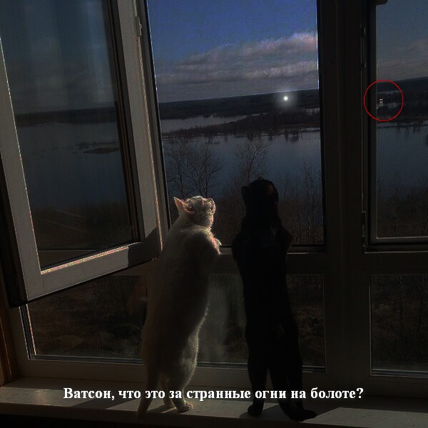 Баскер.jpg