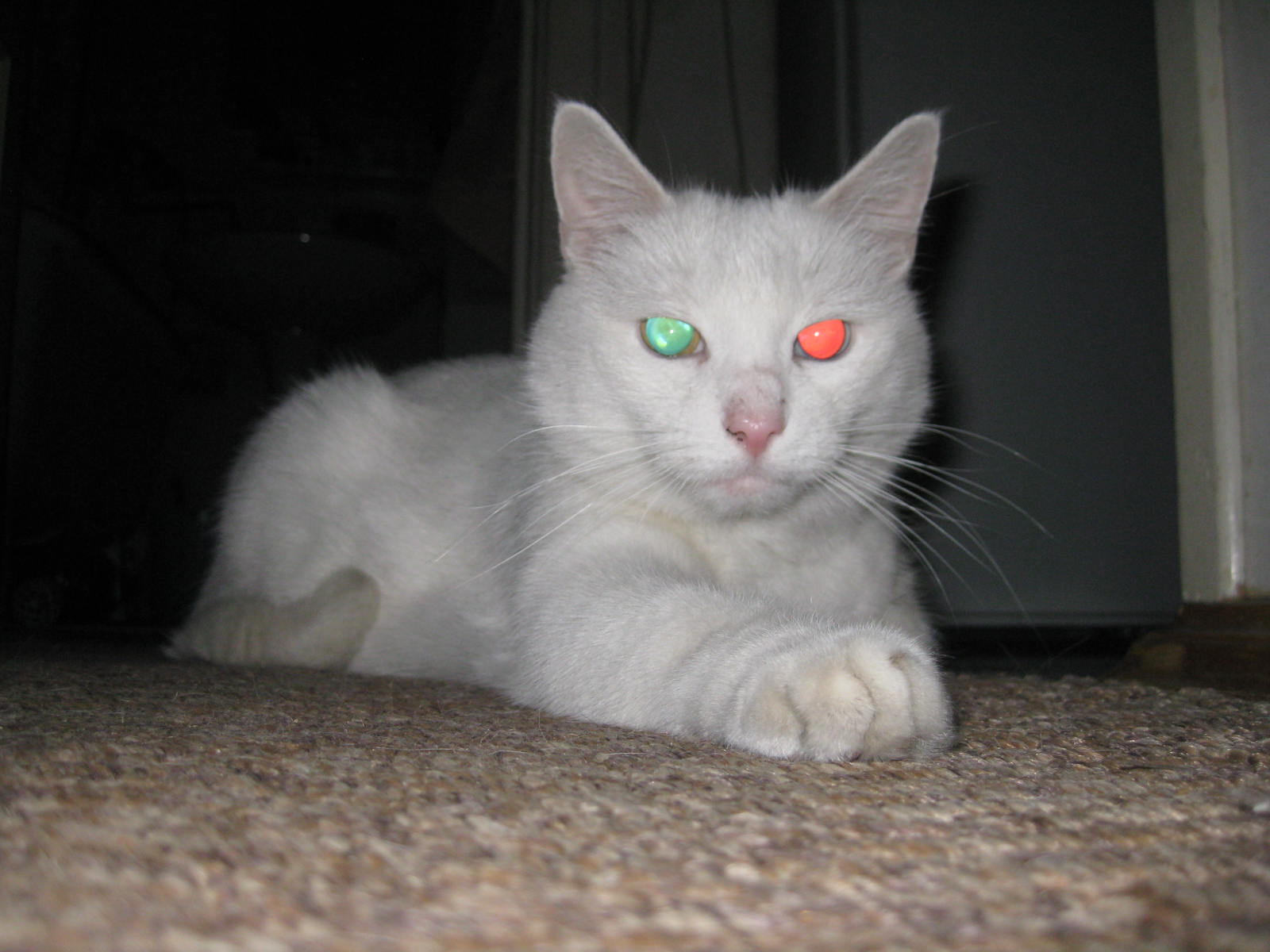 котофор.jpg