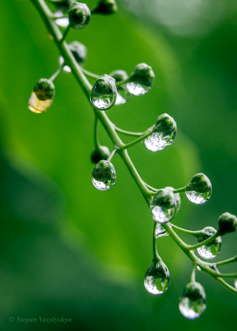 Padus avium after rain.jpg