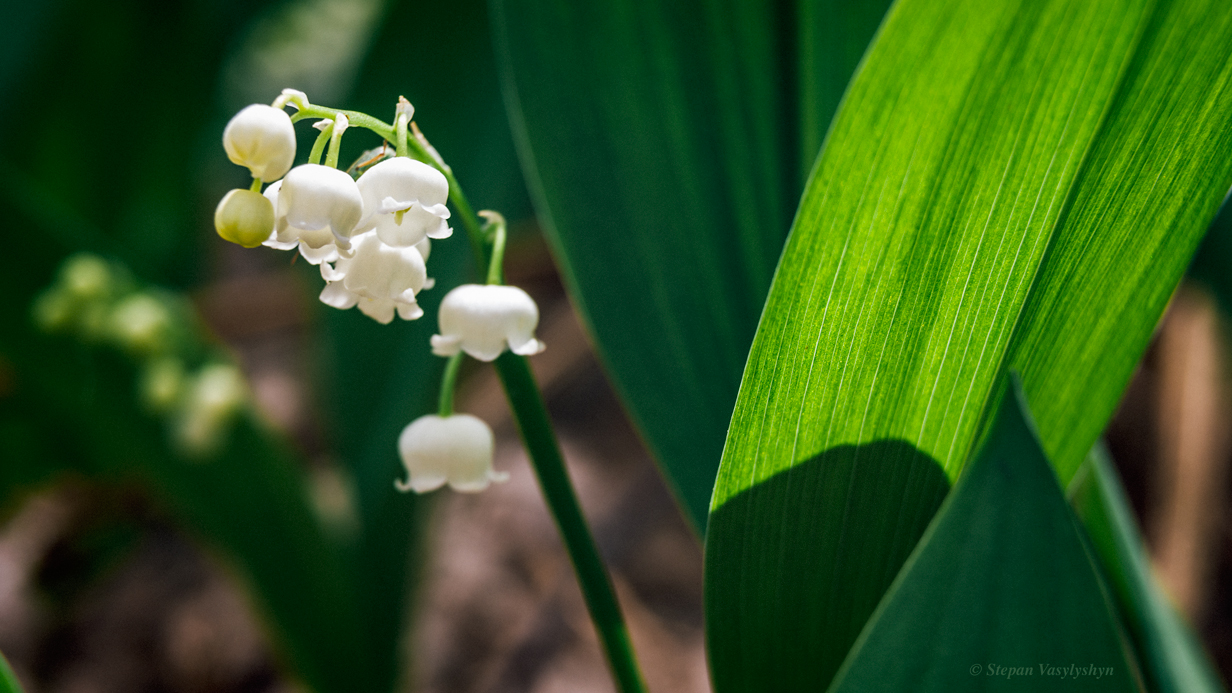 Convallaria majalis.jpg