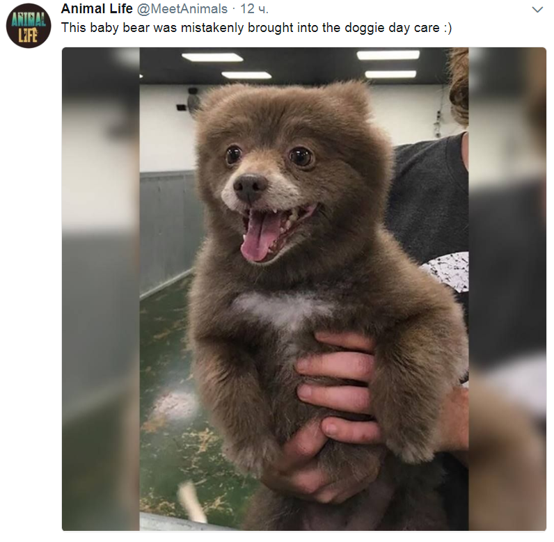 doggiebear.png