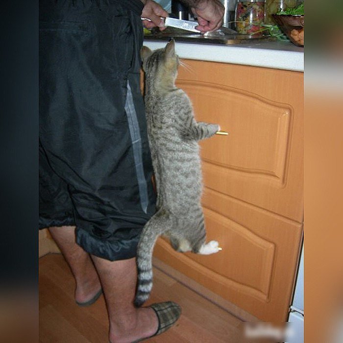 Кот.jpg
