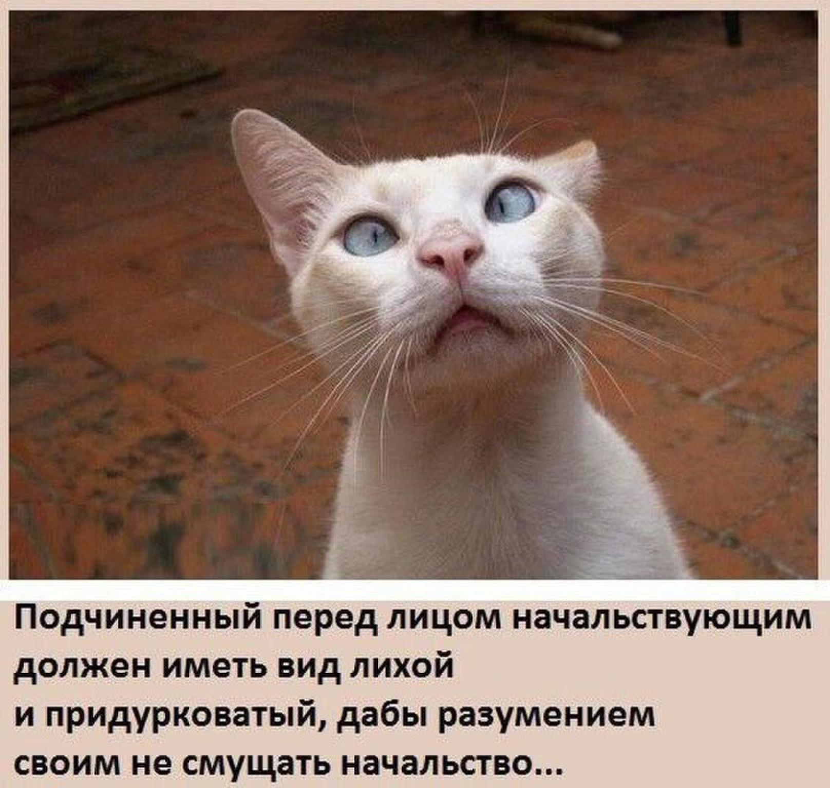 Должен иметь вид. Иметь вид лихой и придурковатый дабы. При виде начальства вид. Дабы разумением своим не смущать. Дабы своим видом не смущать начальство.