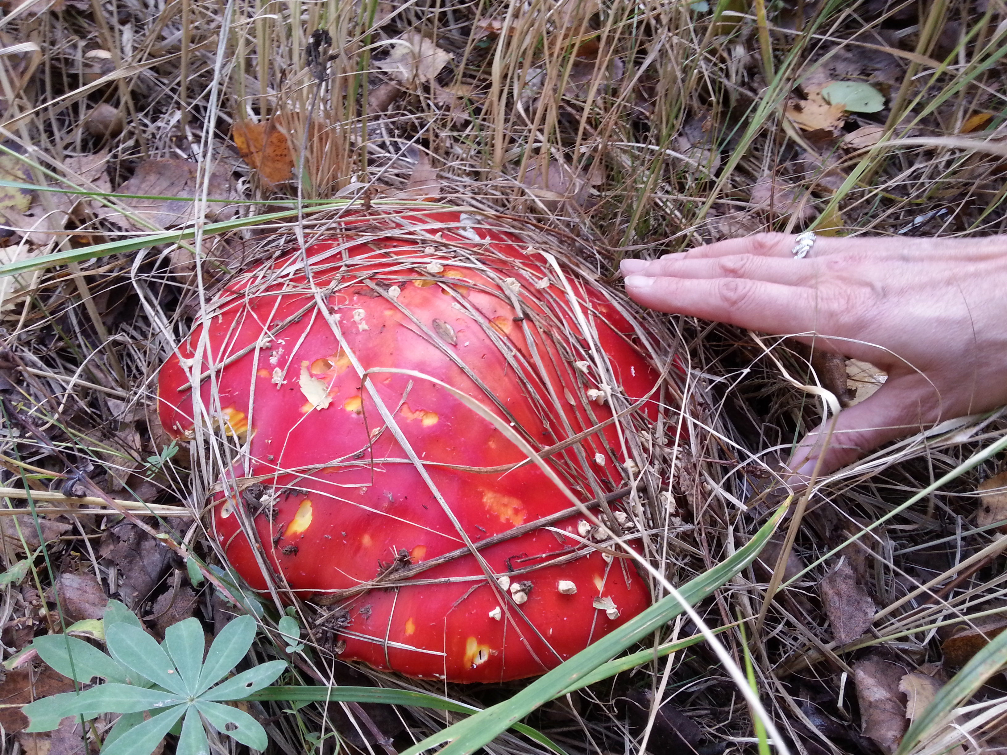 20180930_153139.jpg