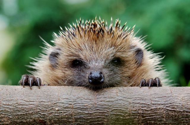 Animals_08.jpg