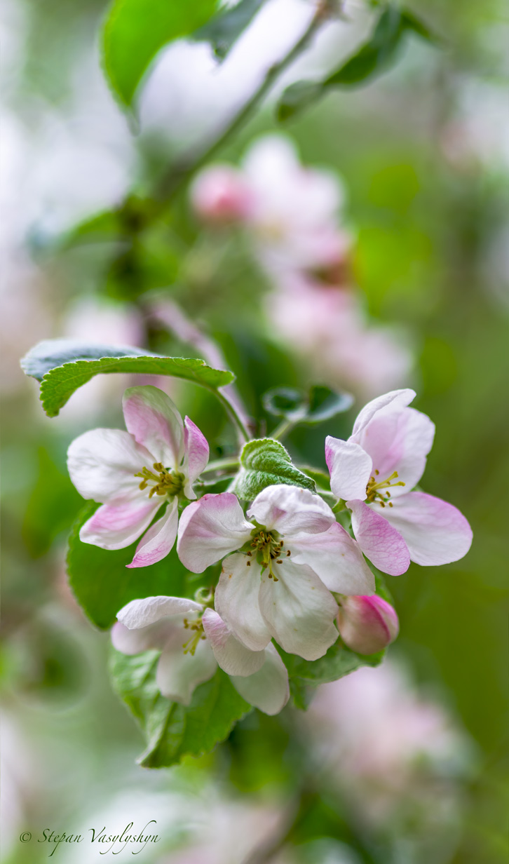 Wild apple tree.jpg