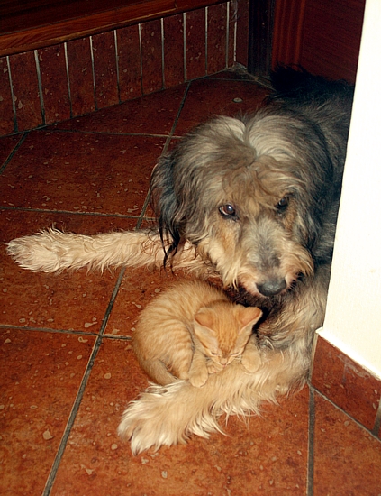 zif3.jpg