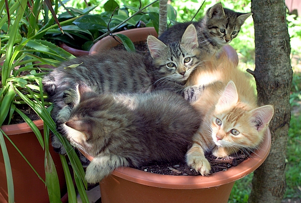котята2.jpg