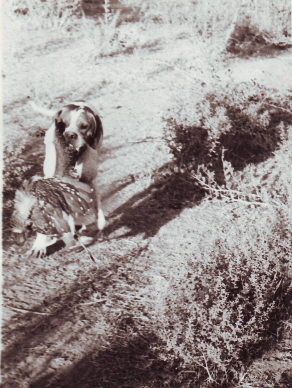 Scan10233.jpg