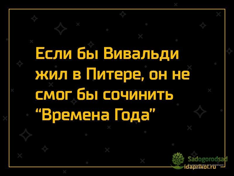 Питер шутки. Анекдоты про Питер. Фразы про питерскую погоду. Шутки про погоду в Питере. Про рогожу в Питере шутки.