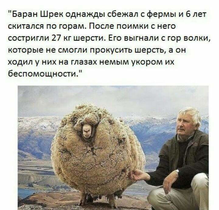 овца.jpg