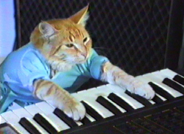 KeyboardCat.jpg