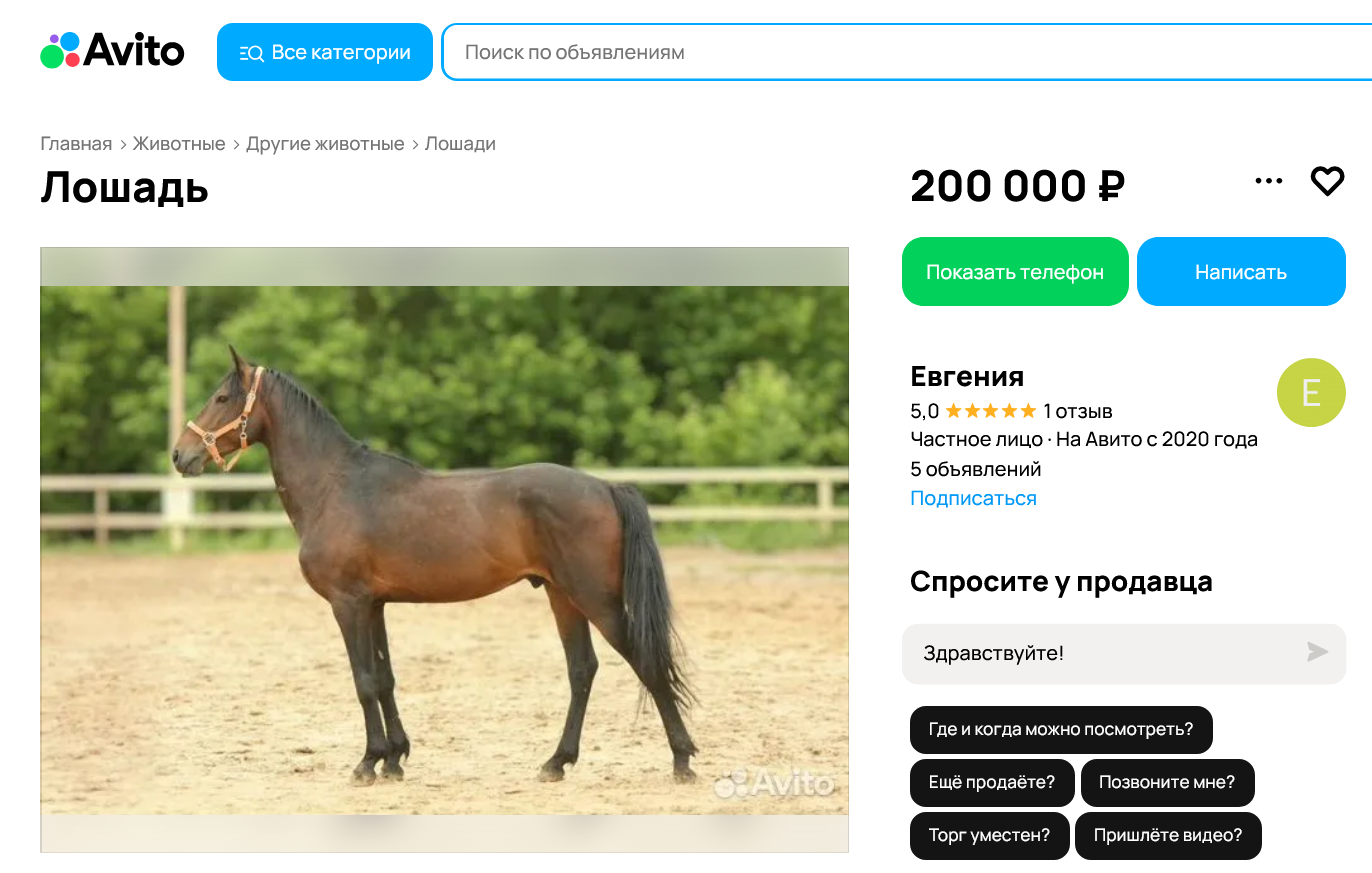 loshad_evgenia.png