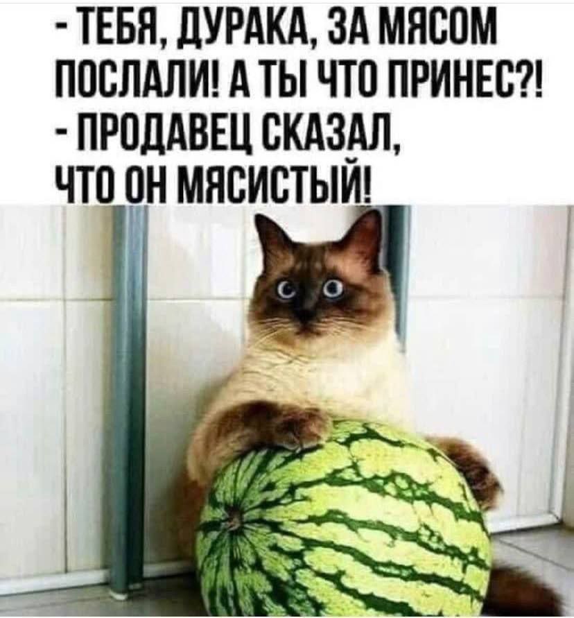 kote_arbuz.jpg