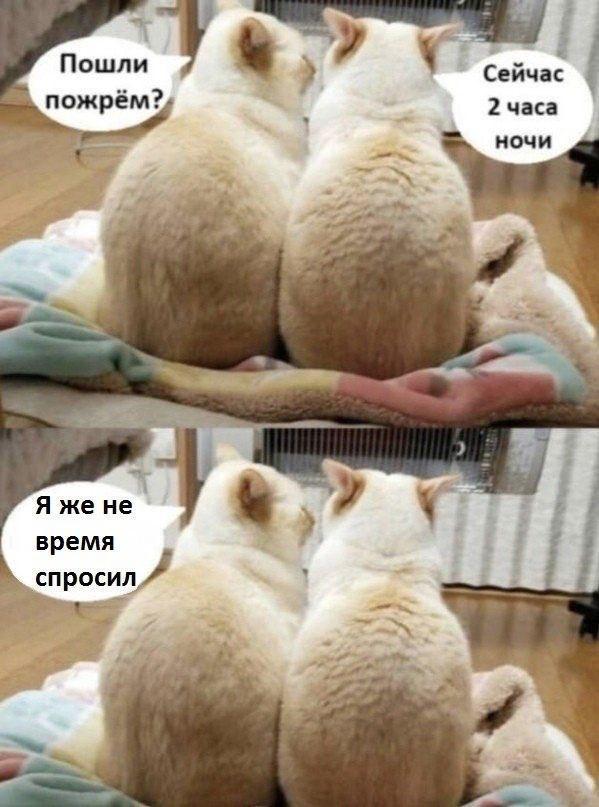kote_zhrat.jpg