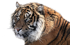 tiger-1526704_640.png