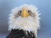 eagle_in_profile_02.jpg