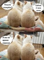 kote_zhrat.jpg