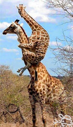 Жираф большой---.jpg