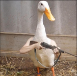 1777291540397.png
