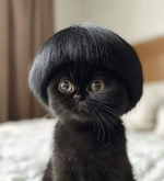 Asia-cat.png