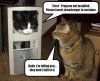 Cat in PC.jpg