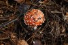 mushroom.jpg