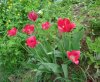 Tulipans_From_Garden.jpg