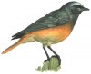 bird06.jpg