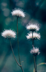 Autumn dry flowers.jpg