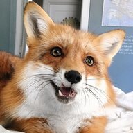 SyberisnFox