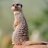 Suricate